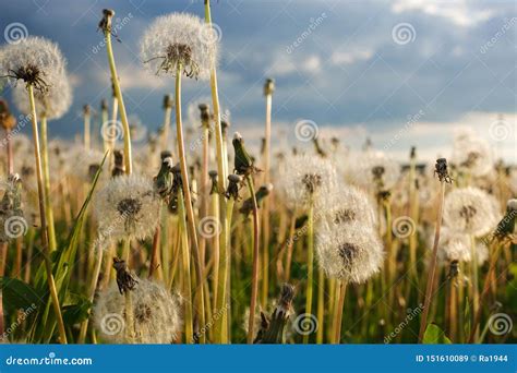 Fluffy Dandelions On A Field Against The Sky Stock Image Image Of