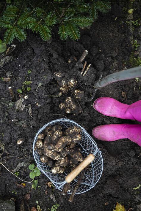 Woman Digging Root Vegetable From Dirt In Basket At Urban Garden Stock