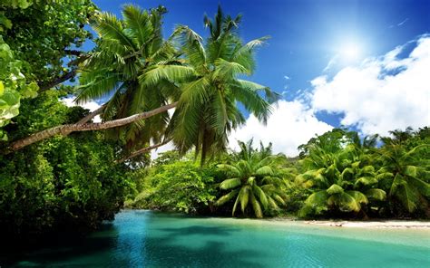 Landscape Tropical Beach Palm Trees Wallpapers Hd Des