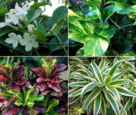 In this article, we show a selection of the best plants for vertical gardening. 10 Elegant plants for Vertical Garden | living wall