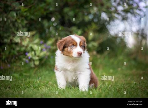 Australian Shepherd Puppy Sitting Stock Photo Alamy