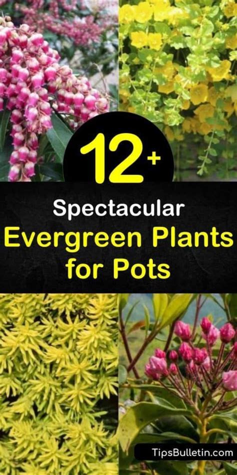 14 Spectacular Evergreen Plants For Pots Artofit