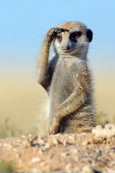 Pin By Safari Junkie On Funny Meerkats With Images Cute Animals