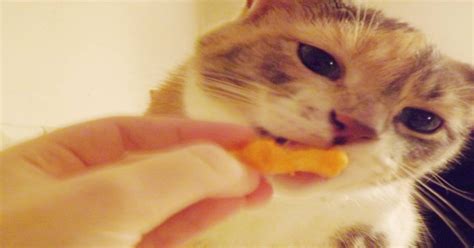 My Cat Eating A Cheeto Cats