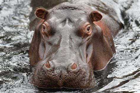 Download Stare Animal Hippo Hd Wallpaper