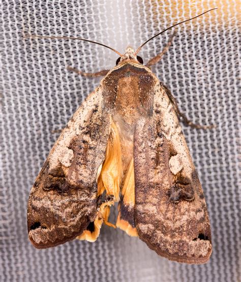 Maryland Biodiversity Project Large Yellow Underwing Moth Noctua