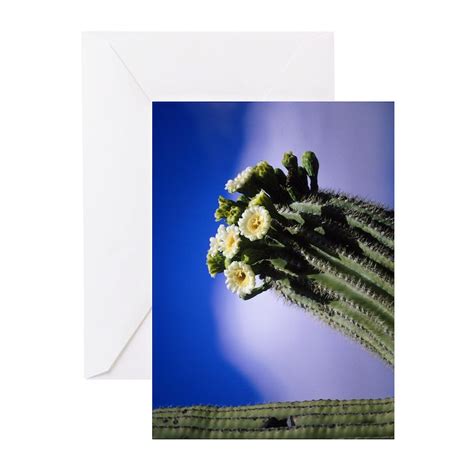 Gccactusblooms Greeting Cards Pk Of 10 Saguaro Cactus Blossom