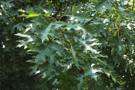 Scarlet Oak A Top 100 Common Tree In North America