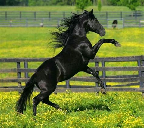 Maybe you would like to learn more about one of these? Black horse with a dark shiny coat rearing in the yellow ...