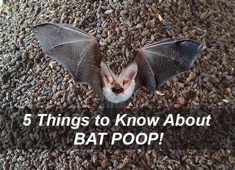 5 Thing To Know About Bat Poop Otherwise Known As Bat Guano