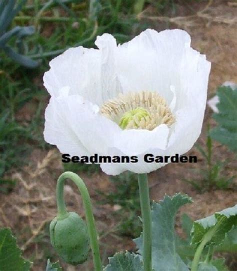 1 Gram 2000 Seeds Persian White Peshawar Exotic Poppy Seeds Papaver