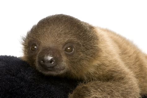 The zoo said tango wasn't showing maternal instincts, so staff members started feeding and looking after the baby sloth. Baby Sloths: 5 Interesting Facts About the Clingy Cuties