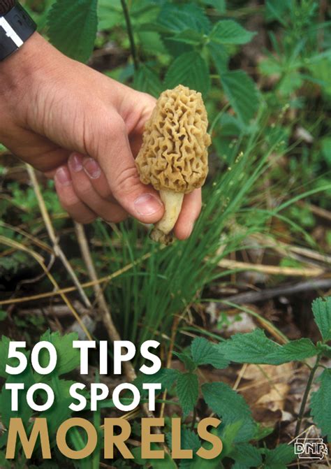 Finding Morel Mushrooms A Comprehensive Guide To Their Habitat In The