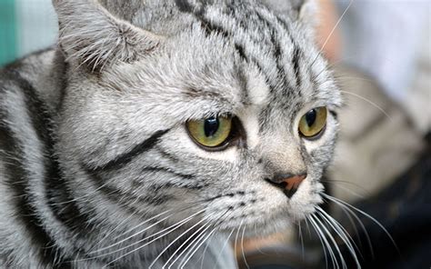 Cat Names For Silver Tabby Cats Best Cat Cute Pictures