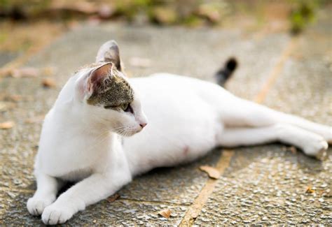 6 Sinais Inconfundíveis De Gravidez De Gatos Cat Pictures