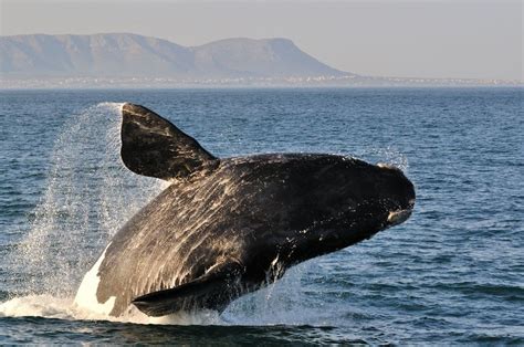 Southern Right Whales Nurturing One Of Sas Greatest Tourism Resources