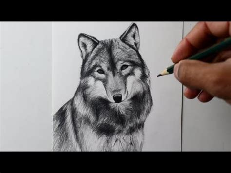 Como Desenhar Um Lobo YouTube