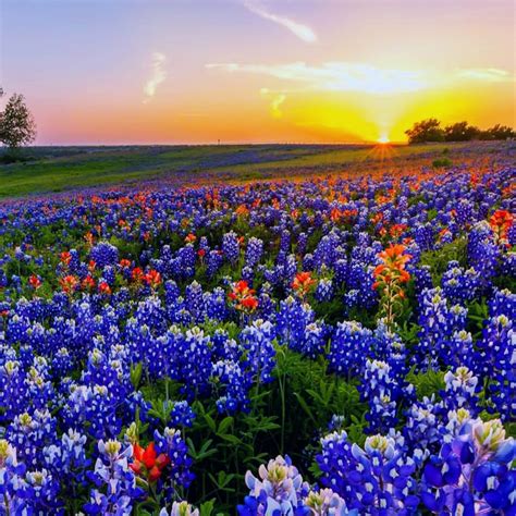 Maybe you would like to learn more about one of these? 45+ Texas Wildflower Wallpaper on WallpaperSafari