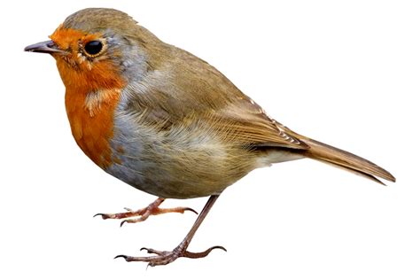 pájaro, ave PNG