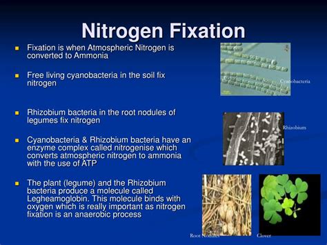 Nitrogen Fixation