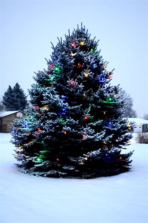 30 Outdoor Christmas Trees With Lights Kiddonames
