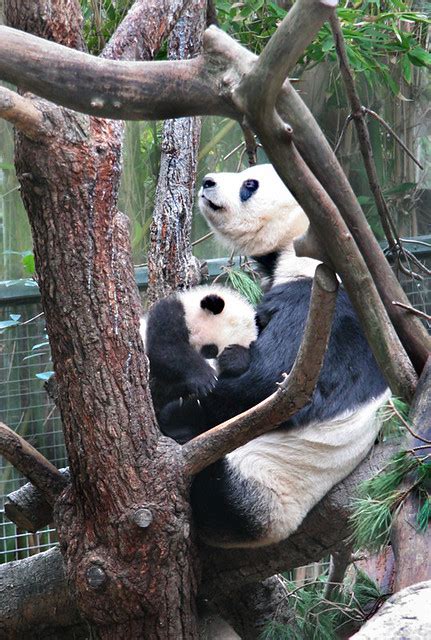Giant Pandas Su Lin And Bai Yun Karen Teneyck Flickr