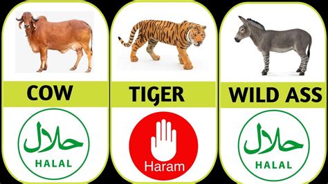Halal And Haram Animal Meat In Islam Halal Vs Haram Meat Youtube