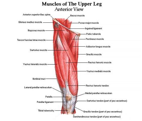 Muscles and tendons of upper leg. Pinterest • The world's catalog of ideas