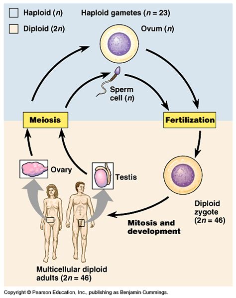 Meiosis And Sexual Life Cycles