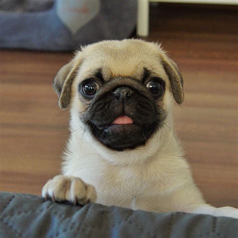 Pug In 2020 Cute Pugs Baby Pugs Cute Baby Animals