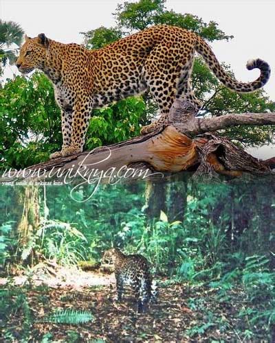 Pertarungan sampai meregang nyawa, ular piton vs macan tutul.!! Lima Fauna Khas Pulau Jawa | @Warkop Aremania
