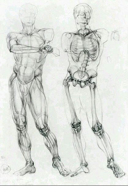 Art Academic Drawing Anatomy Sketches Anatomy Drawing Sketches