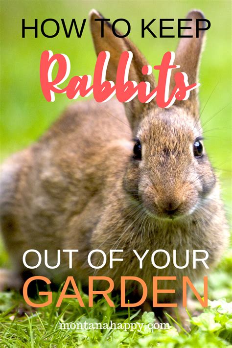 How To Keep Rabbits Out Of Garden Marigolds 3 Ways To Keep Rabbits