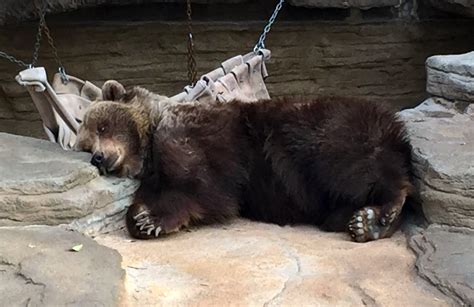 Tundra Having A Lazy Morning Female Grizzly At Denver Zoo Flickr
