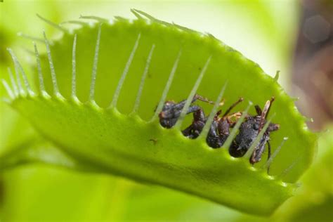 11 Types Of Carnivorous Plants Venus Flytraps
