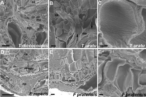 Sem Of Modified Aleurone Region In Selected Grains Ce Central