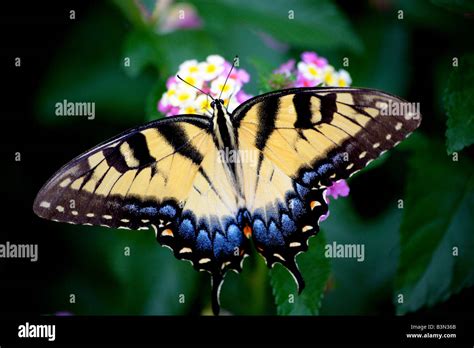 Eastern Tiger Swallowtail Butterfly Papilio Glaucus Stock Photo Alamy