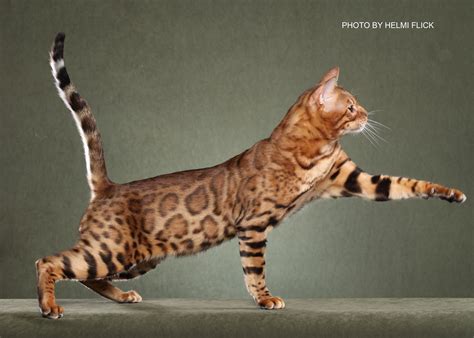 Bengal kittens for adoption oregon home facebook. Savannah Bengal Cat Queens - BoydsBengals