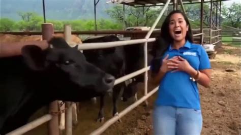 a cow licks the breast of a reporter youtube