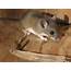Mouse Removal And Permanent Exclusion — Wildlife Company LLC
