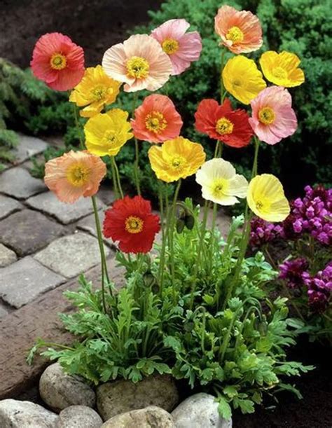 Iceland Poppy Plant Care And Growing Basics Water Light Soil