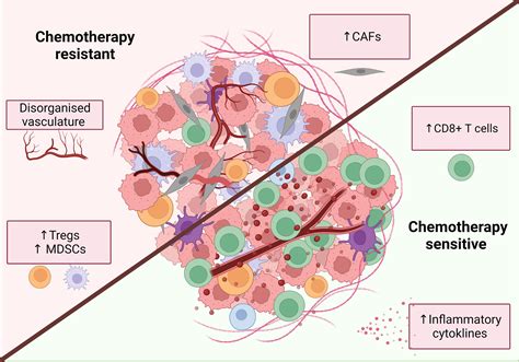 Frontiers Cancer Chemotherapy Insights Into Cellular And Tumor