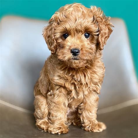F1B MINI GOLDENDOODLE | FEMALE | ID:5580-RS ? Central Park Puppies
