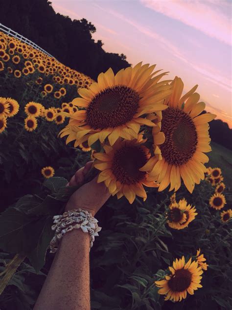 Aesthetic Sunflower