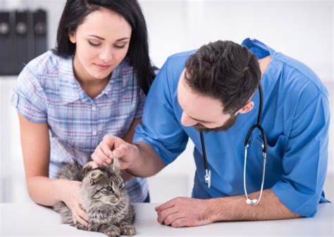 What Are The Cat Care Basics Cat Lovers