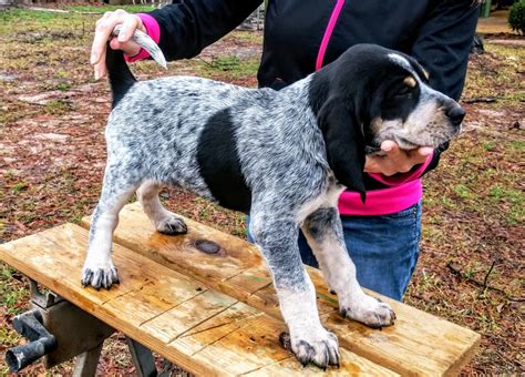 Smokey River Blueticks
