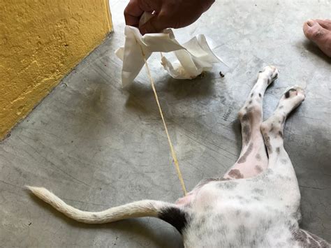 Be sure to follow your veterinarian's instructions about giving the wormer and scheduling. Pictures Of Worms In Dog Poop - l2sanpiero