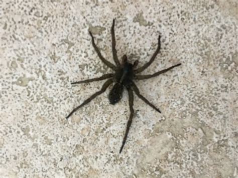 Unidentified Spider In Cleveland Ohio United States