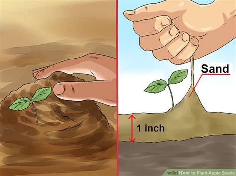It usually takes about 7 to 10 years before you can how do you get new trees, then? 3 Ways to Plant Apple Seeds - wikiHow