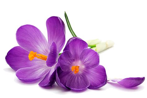 See if you can find a background for your next project. purpleflowers - Women's Birth & Wellness Center